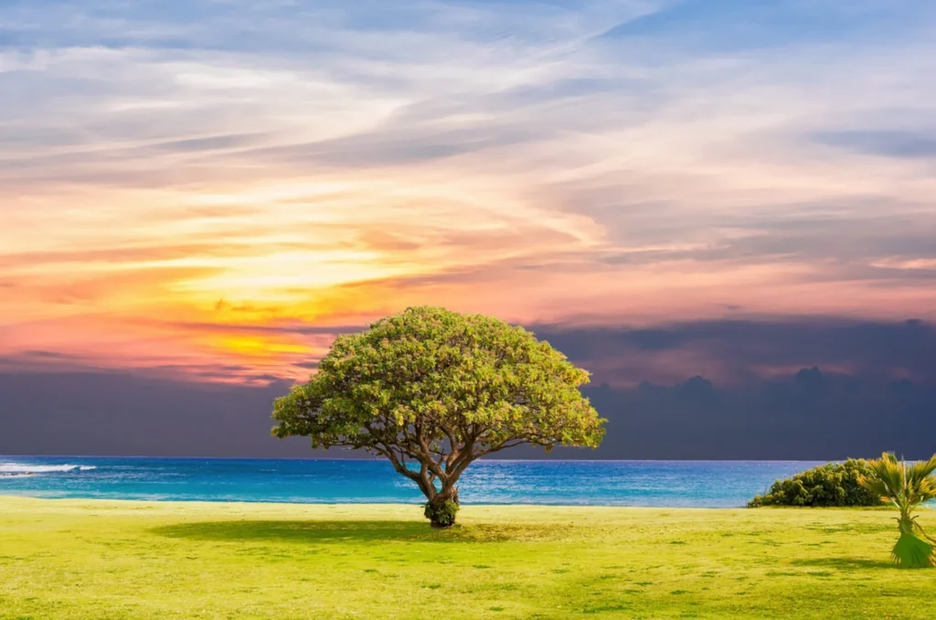 Arbre - Spiritualité Intégrative-gallery