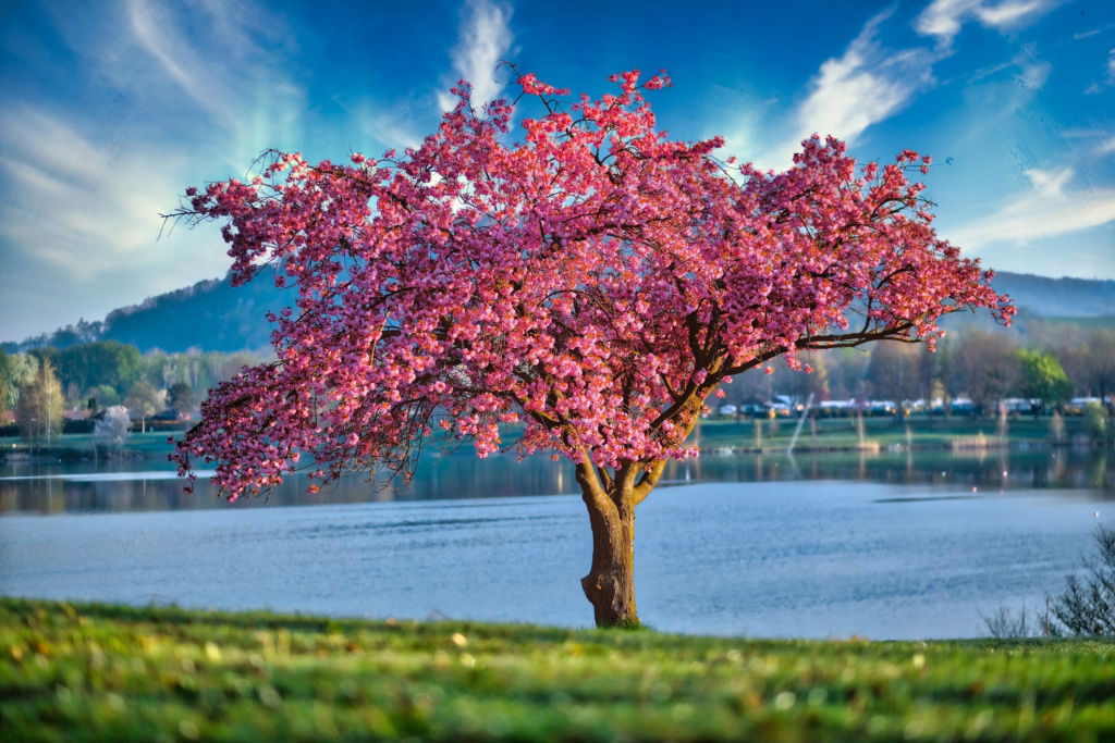 Arbre rose